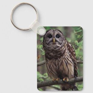 Chaveiro Barred Owl
