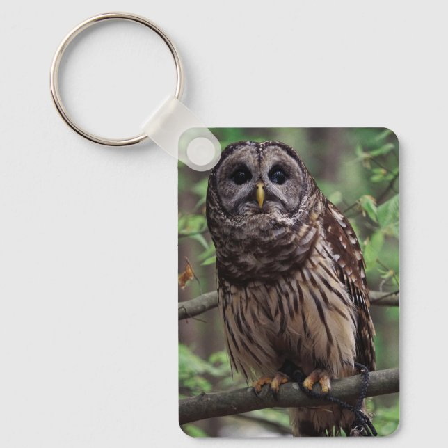 Chaveiro Barred Owl (Frente)
