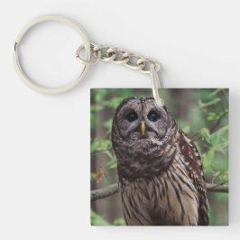 Chaveiro Barred Owl