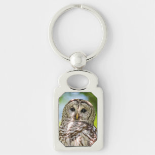 Chaveiro Barred Owl