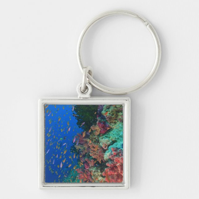 Chaveiro Bassetes-Fadas Escolares (Pseudanthias (Frente)