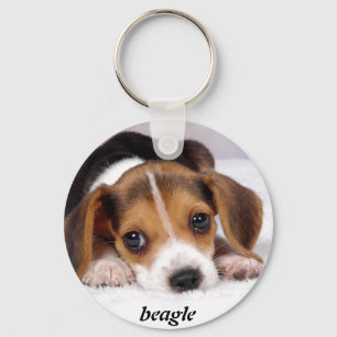 Chaveiro beagle-puppies-wallpaper-11.jpg, lebreiro