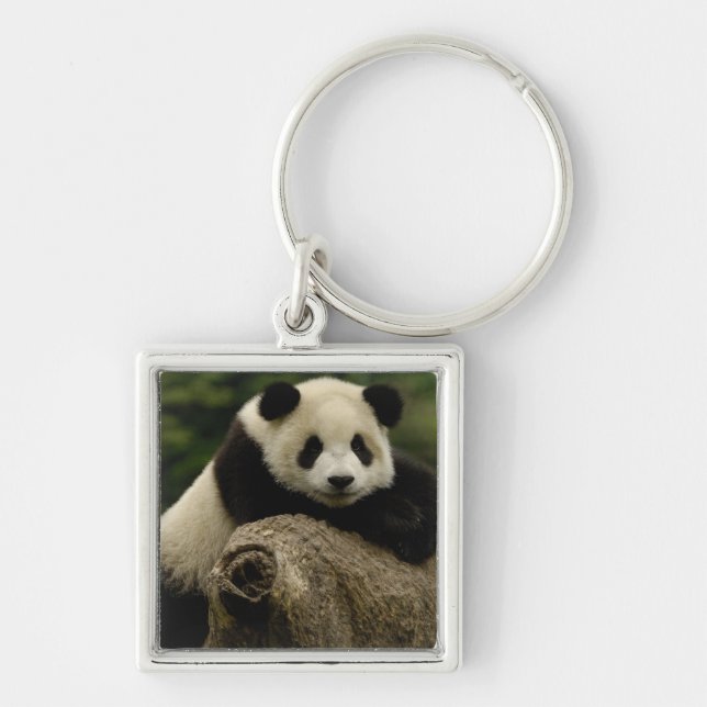 Chaveiro Bebê de panda gigante (Ailuropoda melanoleuca) (Frente)