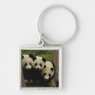 Chaveiro bebês de panda gigante (Ailuropoda melanoleuca)