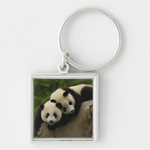 Chaveiro bebês de panda gigante (Ailuropoda melanoleuca)