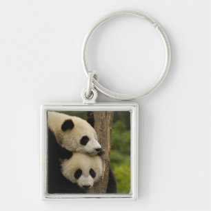 Chaveiro Bebês de panda gigante (Ailuropoda melanoleuca)