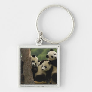Chaveiro bebês de panda gigante (Ailuropoda melanoleuca)