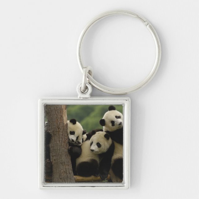 Chaveiro Bebês panda gigantes Ailuropoda melanoleuca) (Frente)