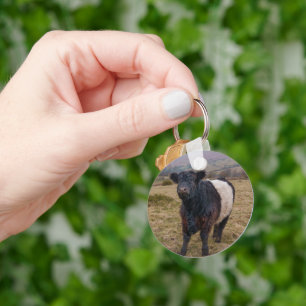Chaveiro Belga Galloway Sentindo Orgulho em Dartmoor Farmla
