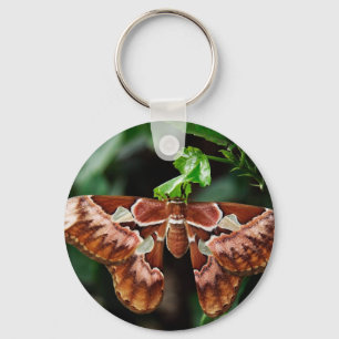 Chaveiro Belo Atlas Moth