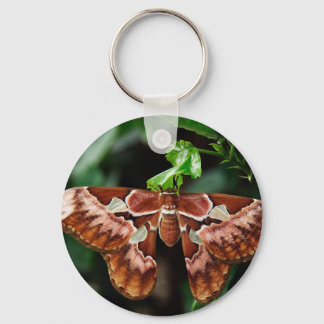 Chaveiro Belo Atlas Moth