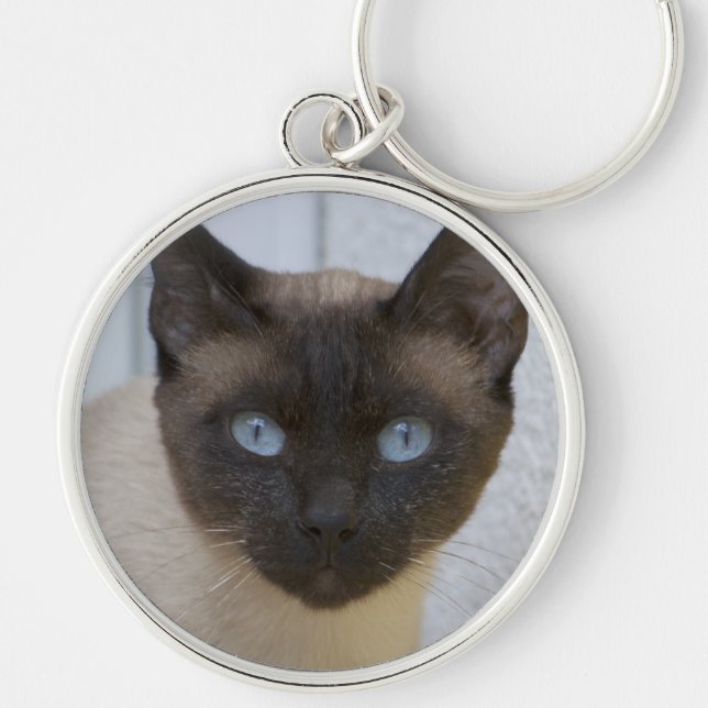 Chaveiro Belo Ponto de Selo Gato Siamês (Frente)