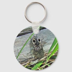 Chaveiro Besouro de Olhos Orientais - Alaus oculatus