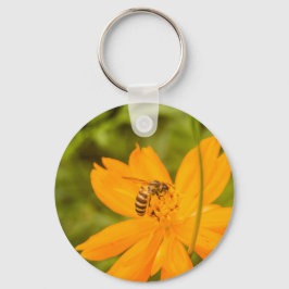 Chaveiro Besouro-pollinator em um Cosmos Sulfúreo