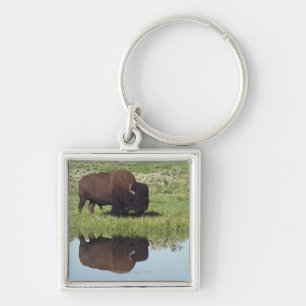 Chaveiro Bisonte (bisonte do bisonte) no prado gramíneo