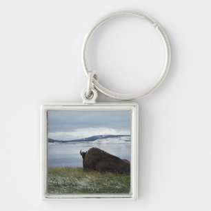 Chaveiro Bisonte que descansa por Yellowstone River com