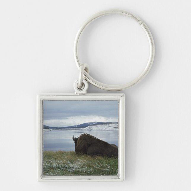 Chaveiro Bisonte que descansa por Yellowstone River com (Frente)
