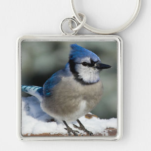 Chaveiro Blue Jay