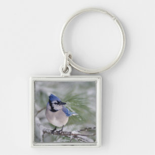 Chaveiro Blue Jay, Cyanocitta cristata