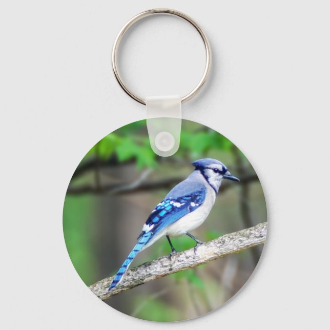 Chaveiro Blue Jay Keychain (Frente)
