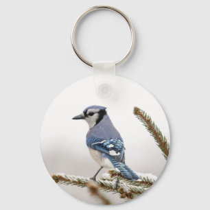 Chaveiro Blue Jay no inverno