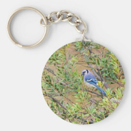 Chaveiro Blue Jay on Wax Myrtle