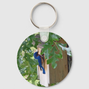 Chaveiro Bluebird em casa