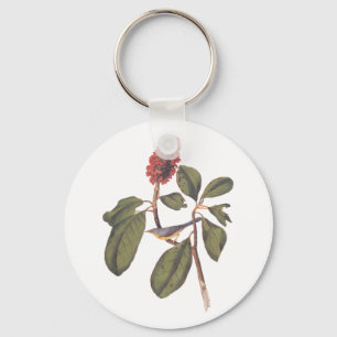 Chaveiro Bonaparte Flycatcher Canada Warbler Audubon Bird