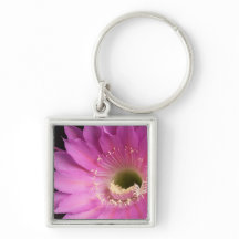 Bonito a rosa Maria Piazza