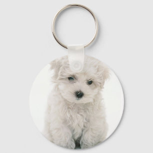 Chaveiro bonito de Bichon Frise