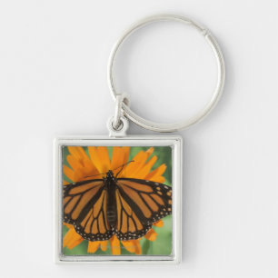Chaveiro Borboleta de monarca (plexippus do Danaus) no pote
