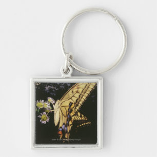 Chaveiro Borboleta de Swallowtail na flor, fim acima