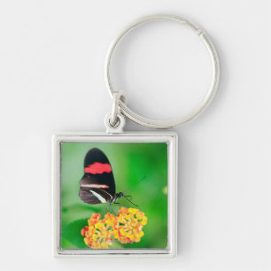 Chaveiro Borboleta do rosina do carteiro que recolhe o