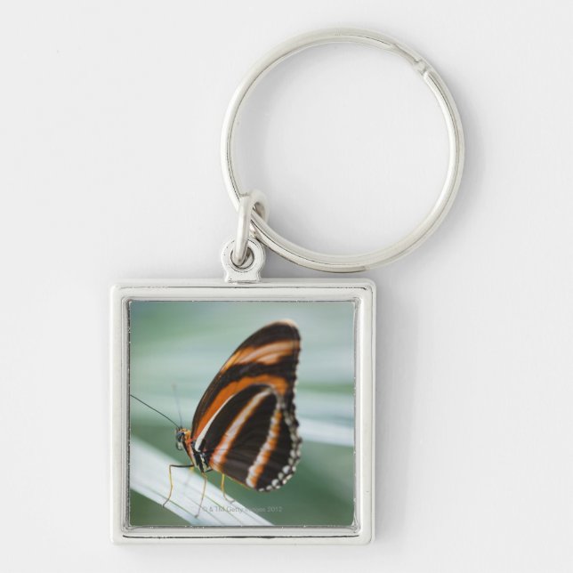 Chaveiro Borboleta longa da asa da zebra (Frente)