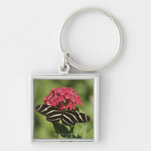 Chaveiro Borboleta longwing da zebra, Heliconius