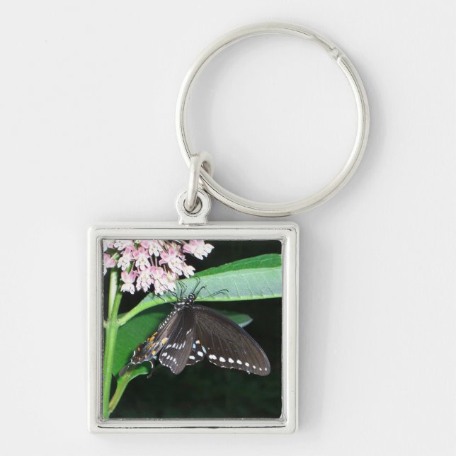 Chaveiro Borboleta Noturna Black Swallowtail em Shenandoah (Frente)