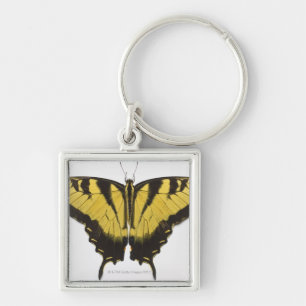 Chaveiro Borboleta ocidental de Swallowtail do tigre