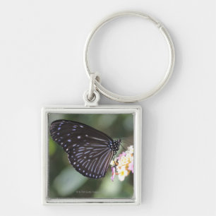 Chaveiro Borboleta preta e azul na flor