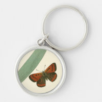 Borboletas coloridas flutuando em torno de uma fol