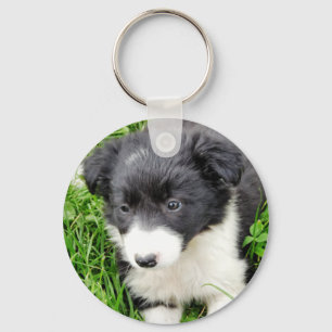 CHAVEIRO BORDER COLLIE