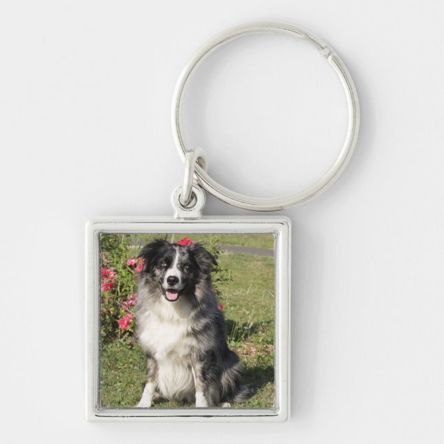Chaveiro Border collie (Frente)