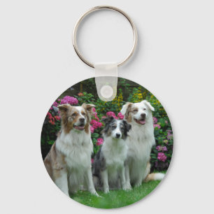 Chaveiro border collie, dois Australia merle, e