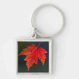 Chaveiro Bordo Acer rubrum) folha vermelha no outono,