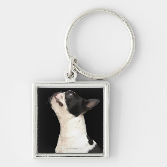 Chaveiro Boston preto e branco Terrier que olha acima (Frente)