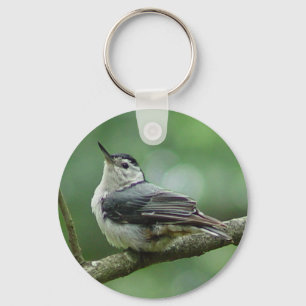 Chaveiro branco 2 do pica-pau-cinzento de Breasted