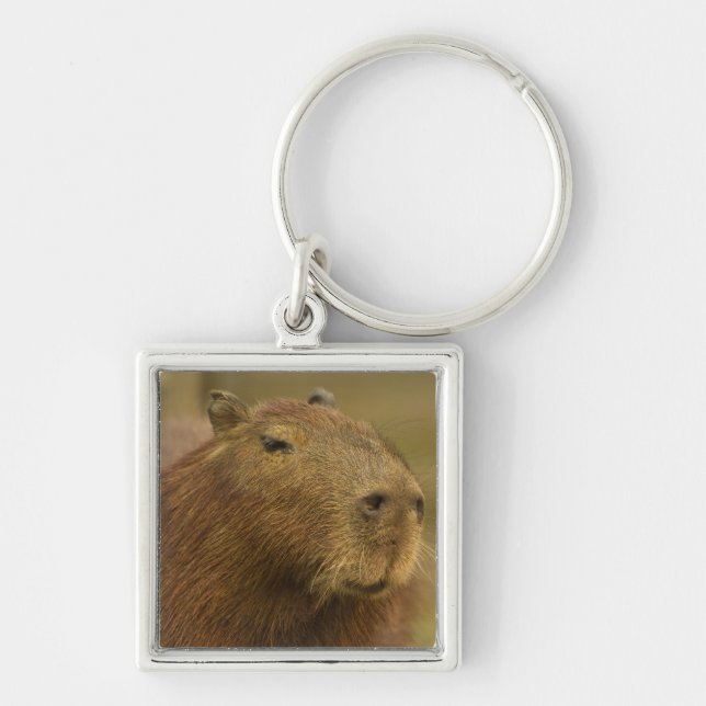 Chaveiro Brasil, Pantanal, Matto Grosso. Capivara (Frente)