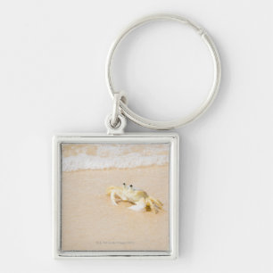 Chaveiro Brasil, Rio de Janeiro, Buzios, caranguejo sobre