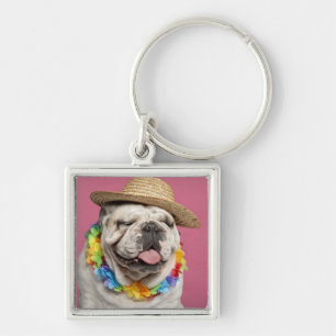 Chaveiro Buldogue inglês (18 meses velho) que veste uma