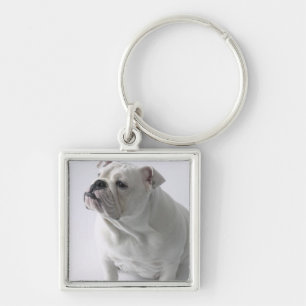 Chaveiro Buldogue inglês branco que senta-se no estúdio,