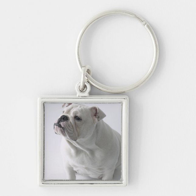 Chaveiro Buldogue inglês branco que senta-se no estúdio, (Frente)
